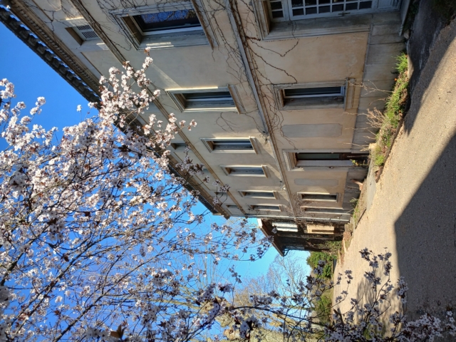Gite groupe floraison Prunus